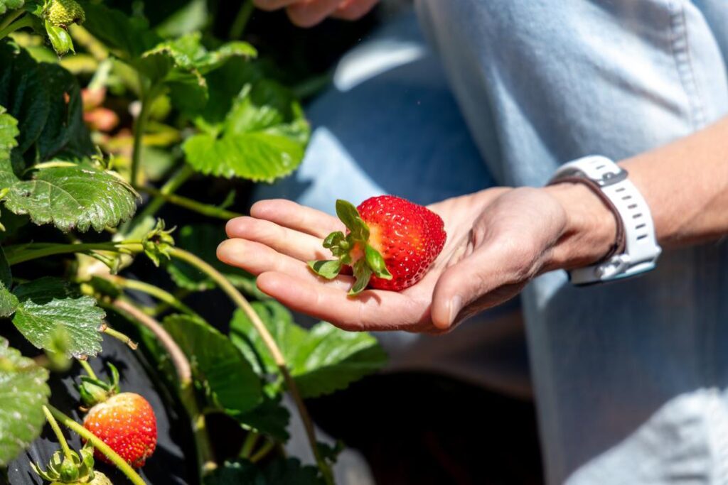 woman holding a strawberry in her hand a a u-pick strawberry farm 
