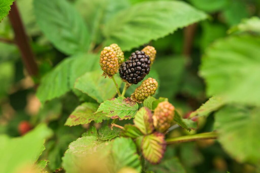 blackberries on a vine - enjoy u-pick berries at Northern California glamping locations