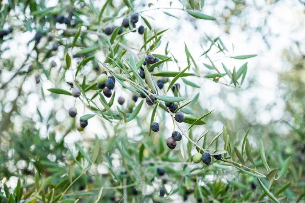 Try farm camping in a 100 year old olive orchard