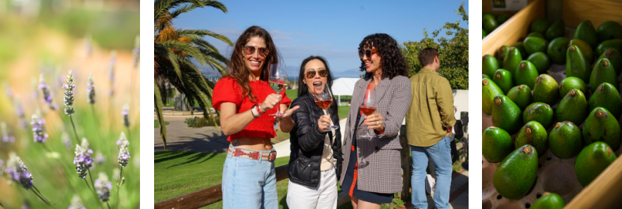 collage of lavender, three women drinking wine and a crate of avocados