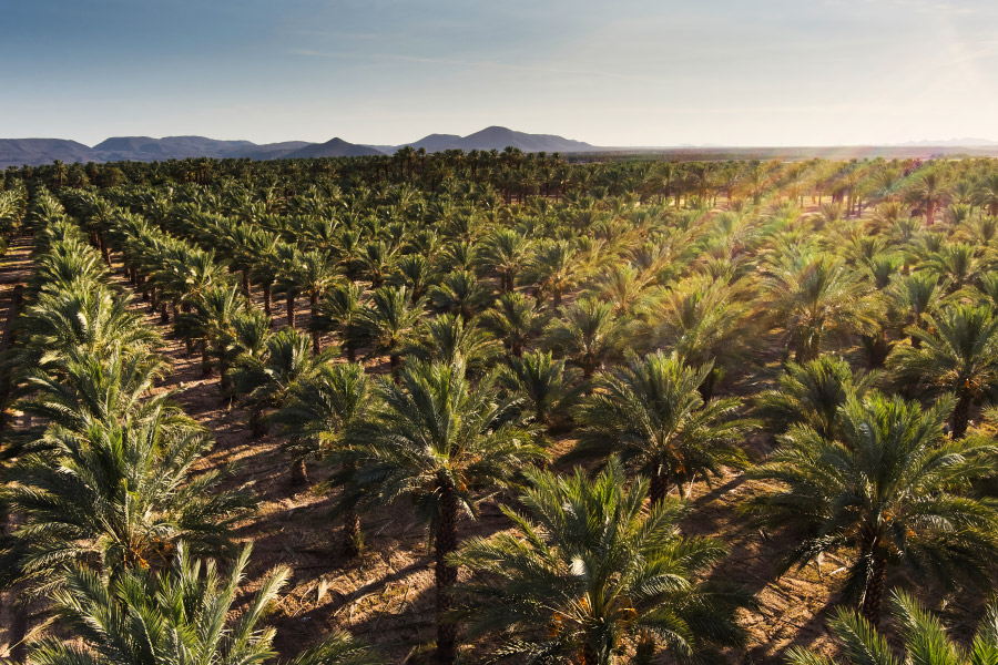 California date orchard 