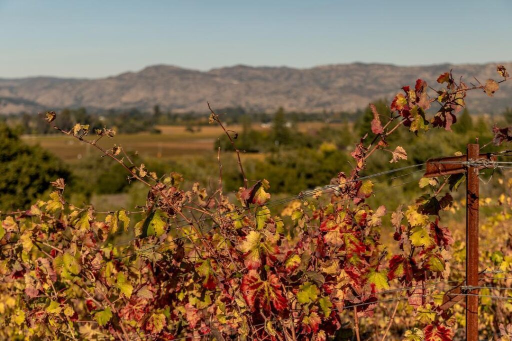 Northern California glamping in a Napa Sonoma Vineyard