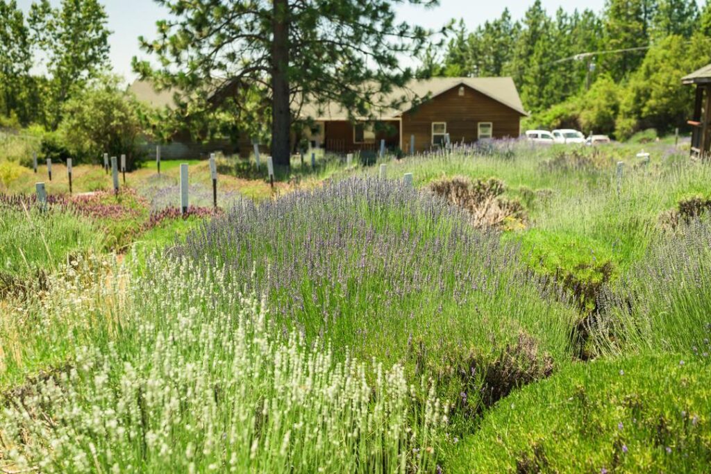 the many different varieties of lavender at Lavineyard Farms