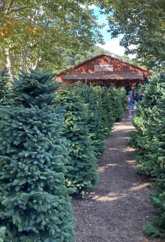 Christmas trees at Avila Valley Barn