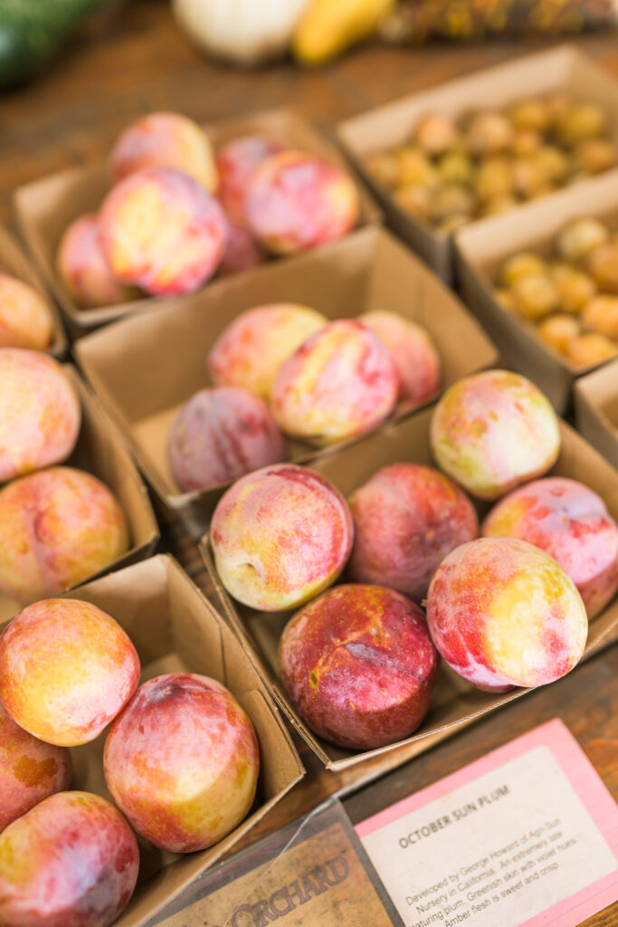 peaches at Andy's Orchard