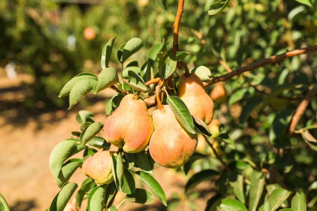 pears on tree