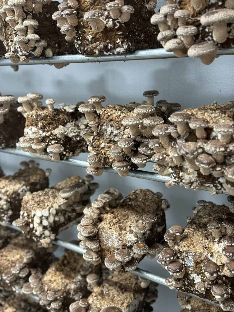 mighty cap mushrooms on the SLO County Farm Trail