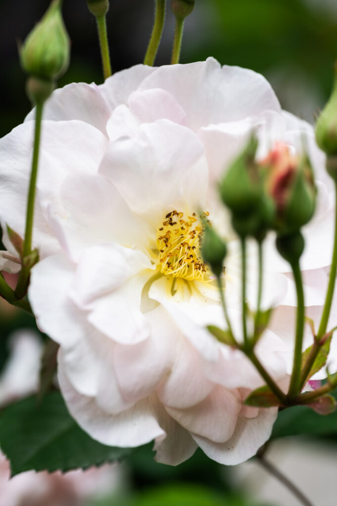 one of the hundreds of varieties of roses at Roses of Yesterday and Today in Santa Cruz County