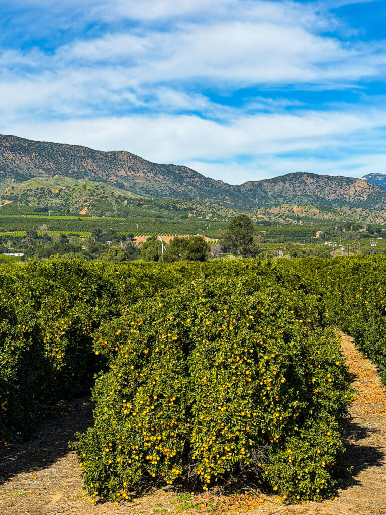 orange grove along highway 126