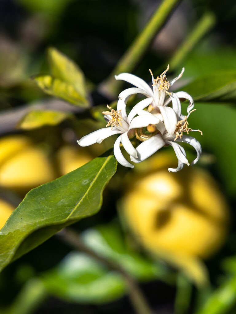 citrus blossoms + fruit on tree