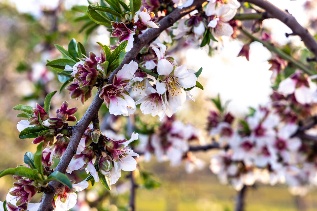 almond blossoms on tree