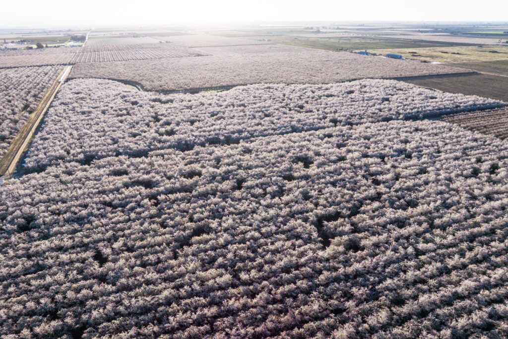 aerial view of the blossom trail 