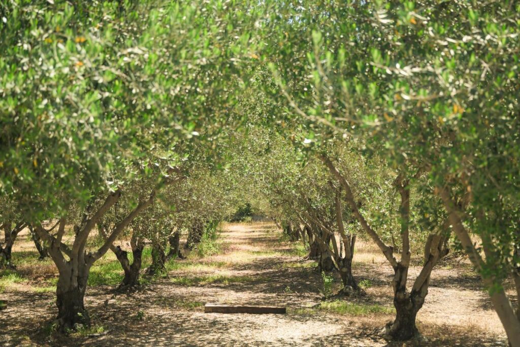 olive tree orchard