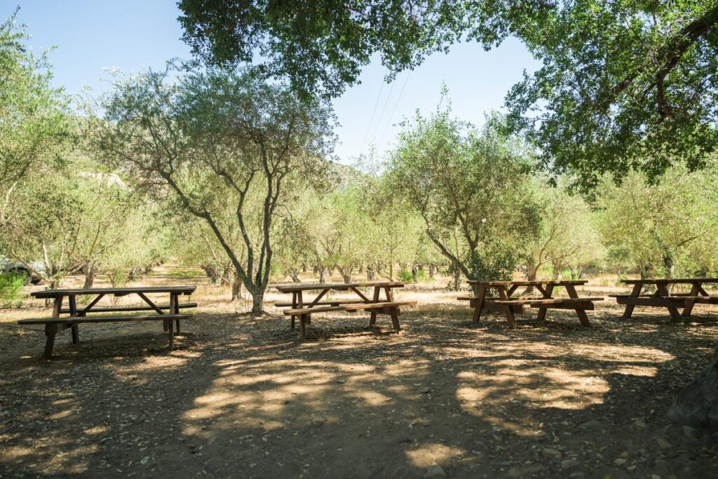 picnic tables in an olive grove