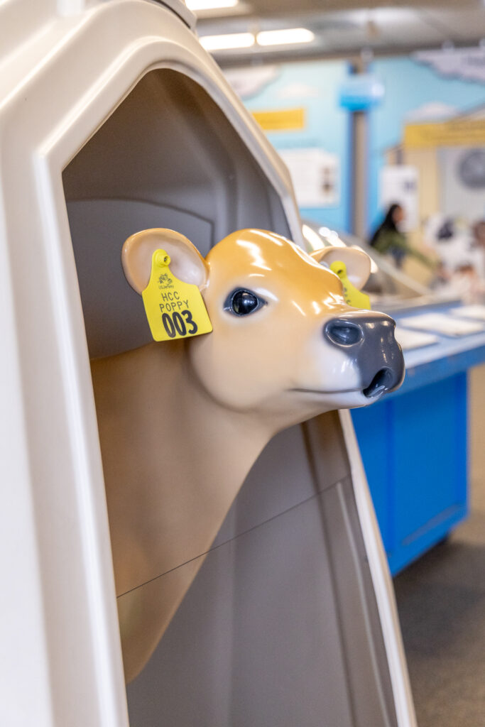 a baby cow learning tool at Hilmar Cheese